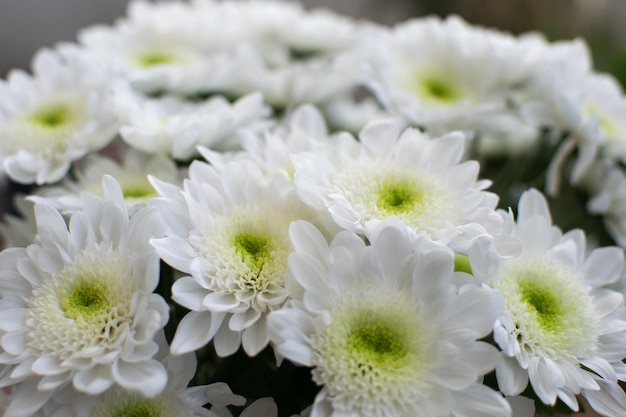 Flores de crisântemo branco buquê de flores em closeup