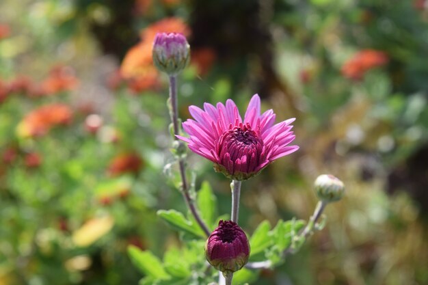 Flores de crisântemo colorido brilhante como pano de fundo