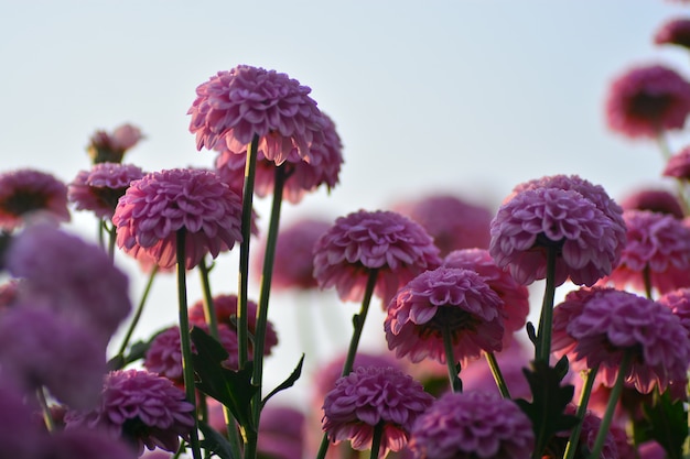 flores de crisântemo com fundo desfocado