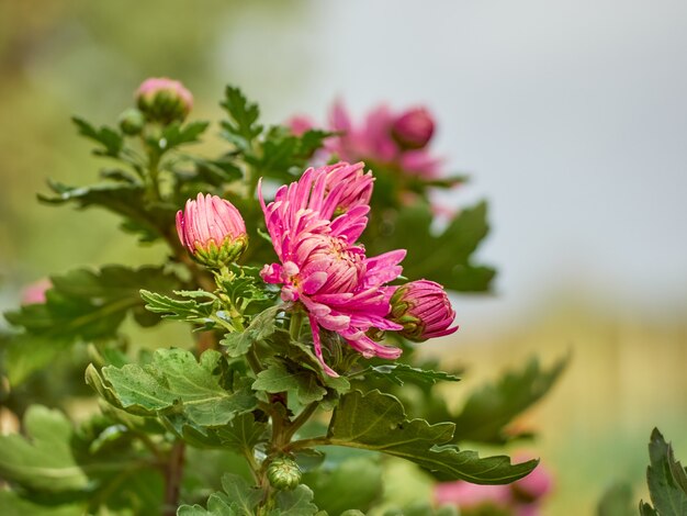 Flores de crisântemo florescem no jardim.