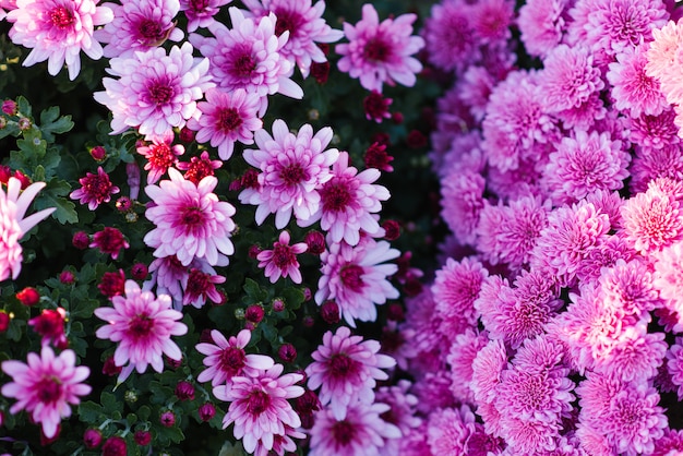 Flores de crisântemo lilás e lilás no jardim