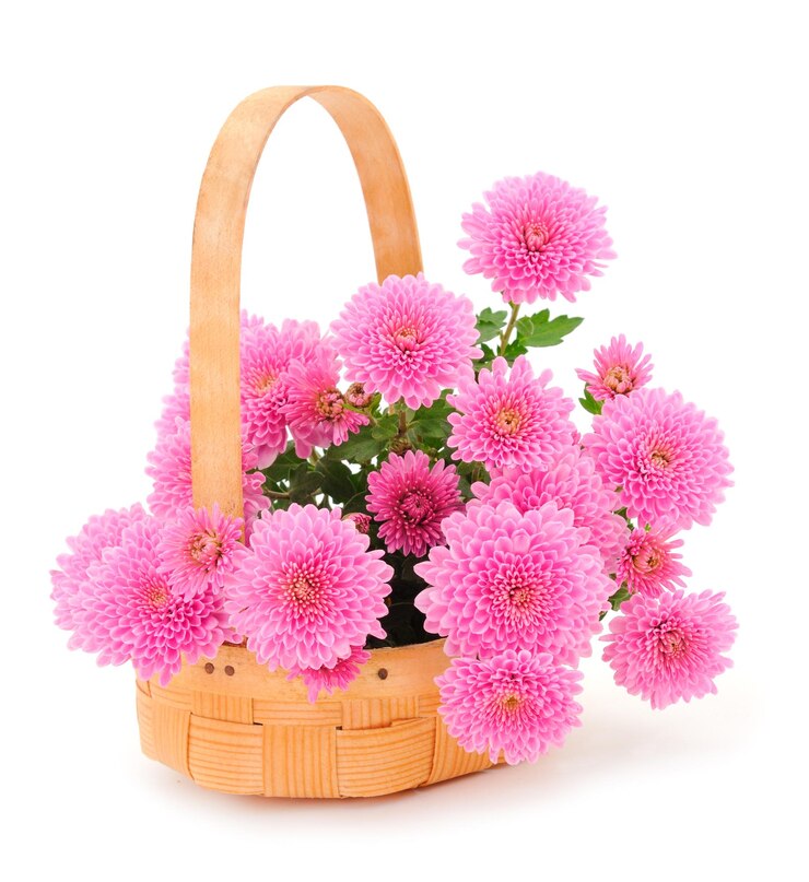 Foto flores de crisântemo no cesto