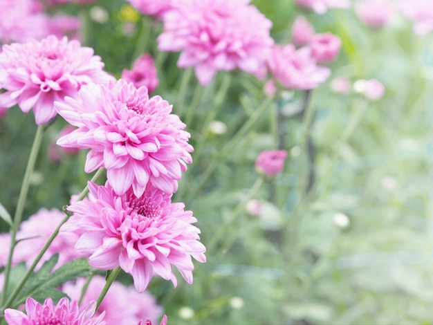 Flores de crisântemo rosa com gotas de água