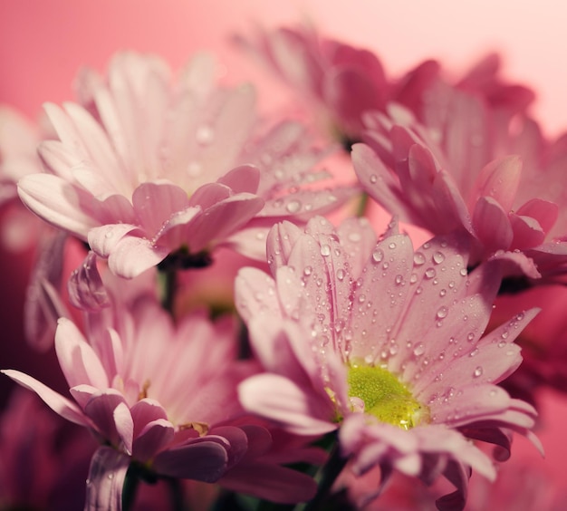 Flores de crisântemo rosa florescendo com fundo desfocado fecham