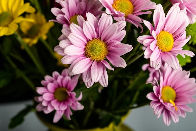 Flores de crisântemo rosa