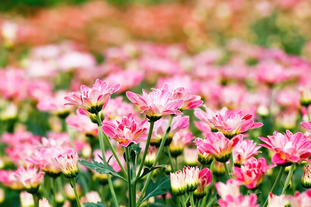 Flores de crisântemo rosa