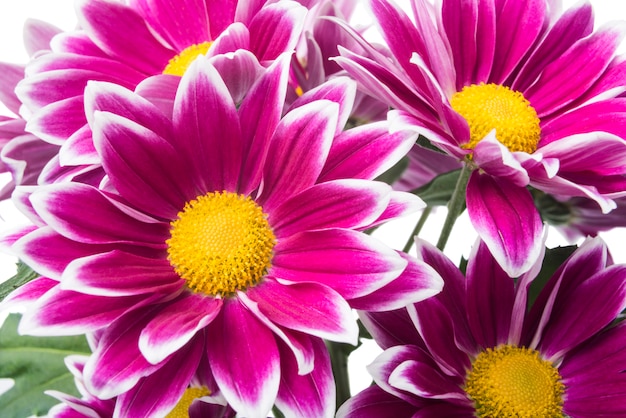 flores de crisântemo vermelho isoladas no branco