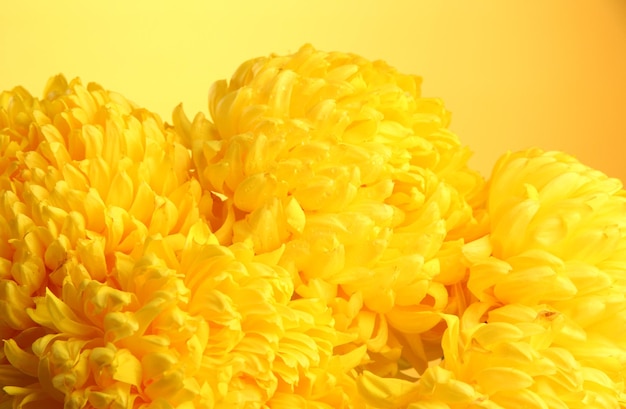 Flores de crisântemos brilhantes em fundo amarelo