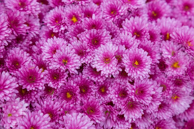 Flores de crisântemos de jardim rosa, fundo de crisântemos abstratos de flores, textura floral colorida, padrão, crisântemos de floração. vista do topo