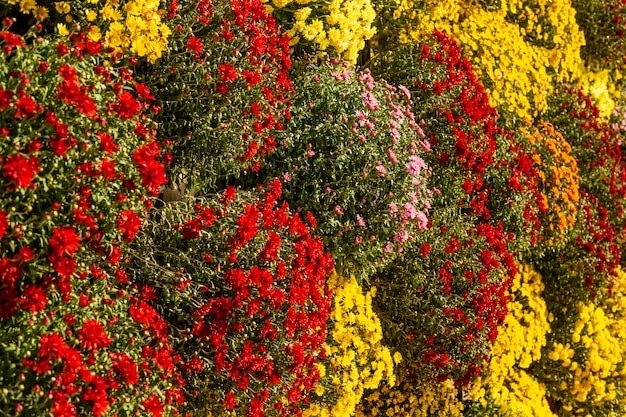 Flores de crisântemos vermelhos e amarelos.