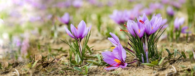 Flores de crocus de açafrão no chão Campo de plantas roxas delicadas