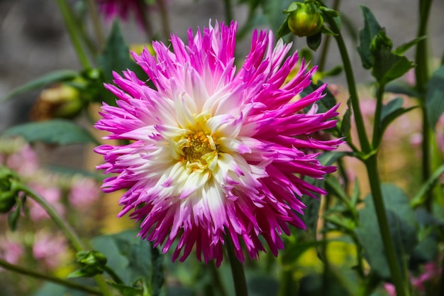 Flores de dahlia roxas num jardim