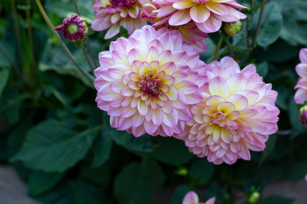 Flores de dália rosa exuberante em um canteiro de flores no verão Jardinagem flores perenes paisagismo