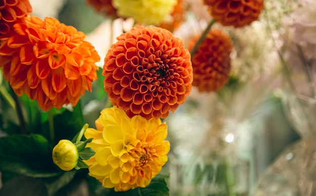 Flores de dálias laranja e amarelas em um foco suave de fundo desfocado