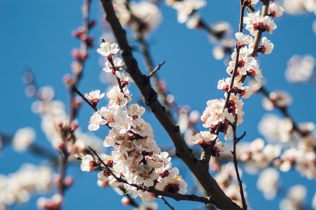 Flores de damasco com pétalas brancas e vermelhas Flores de damasco como sakura em fundo desfocado Foto da nova vida Foto para o Dia da Terra em 22 de abril