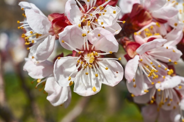 Flores de damasco de perto