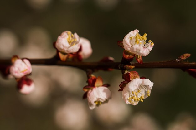 Flores de damasco na primavera florescem na árvore