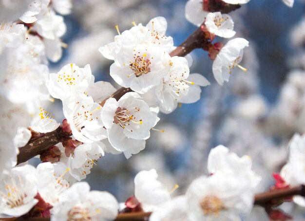 Flores de damasco