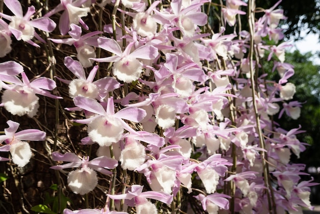 Flores de dendrobium rosa florescendo na rua em uma cidade