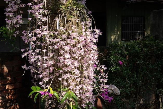 Flores de dendrobium rosa florescendo na rua em uma cidade