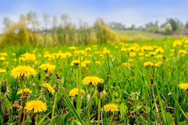 Flores de dente-de-leão amarelas desabrocham em um prado verde em tempo ensolarado