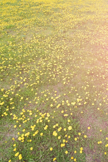 Flores de dente-de-leão amarelas no prado paisagem de primavera