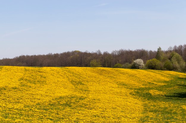 Flores de dente de leão amarelas no verão, flores de dente de leão crescem juntas no verão em um grande campo