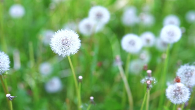 Flores de dente-de-leão branco fofo balançando ao vento entre grama verde no campo Dente-de-leão fofo branco em grama verde balançando ao vento durante o dia tempo nublado