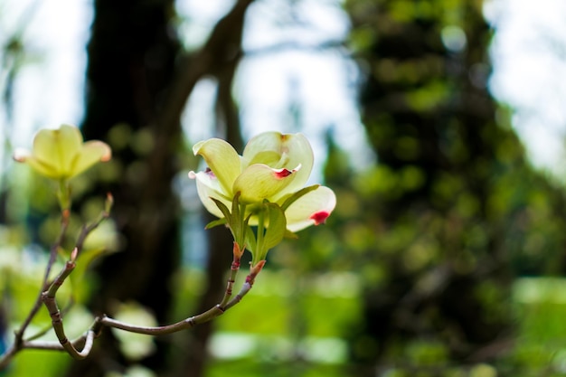 Flores de Dogwood na primavera Lindas flores de Dogwood brancas de perto Beleza natural delicada ao ar livre Arbusto de flores decorativas na primavera