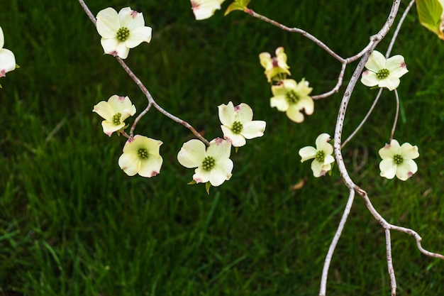 Flores de Dogwood na primavera Lindas flores de Dogwood brancas de perto Beleza natural delicada ao ar livre Arbusto de flores decorativas na primavera