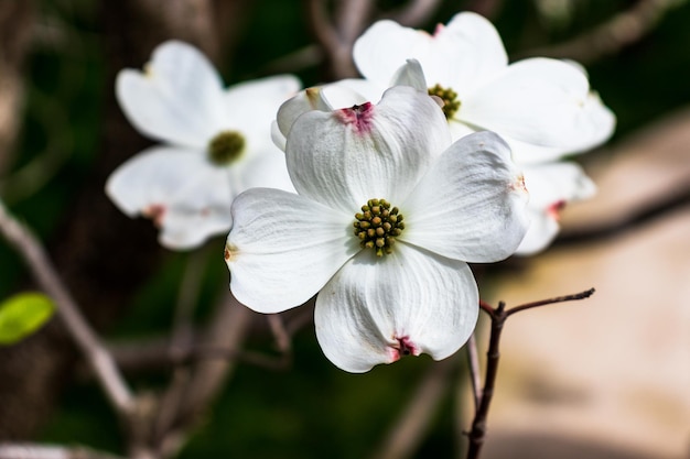 Flores de Dogwood na primavera Lindas flores de Dogwood brancas de perto Beleza natural delicada ao ar livre Arbusto de flores decorativas na primavera