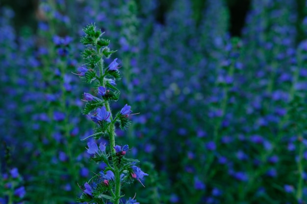 Flores de Echium vulgare com Bumble Bee lindas flores azuis em fundo escuro