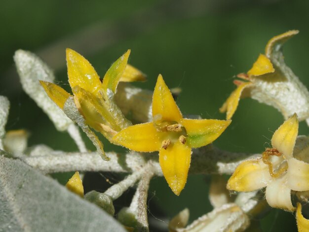 flores de elaeagnus