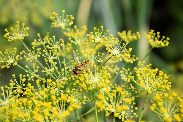 Flores de endro e abelhas fecham-se no foco selecionado de fundo desfocado verde-claro