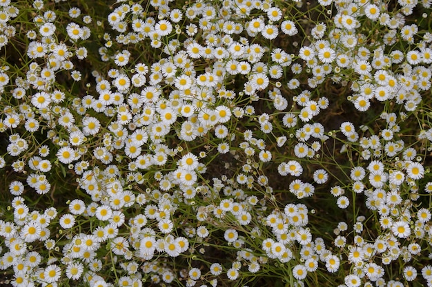 Foto flores de erigeron annuus no campo na vista superior do verão
