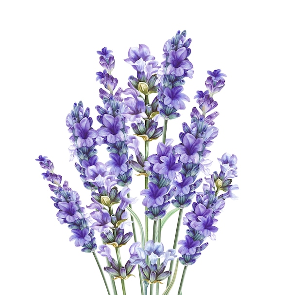 Flores de ervas aromáticas de lavanda.