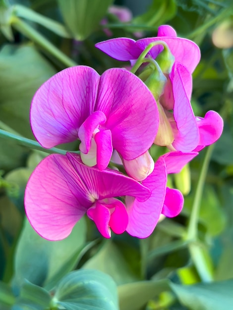 Flores de ervilha doce muito rosa Flores de verão no jardim