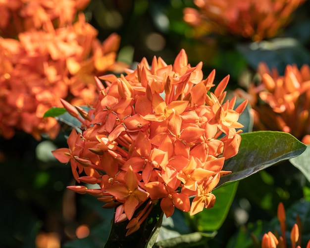 Flores de espiga laranja de perto
