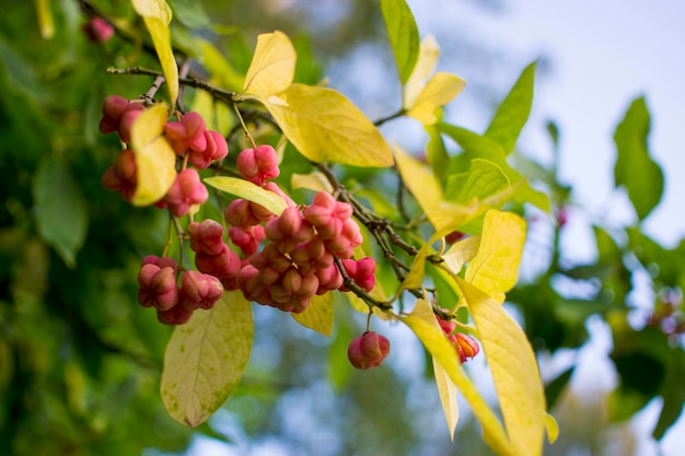 Flores de euonymus em um galho contra folhagem