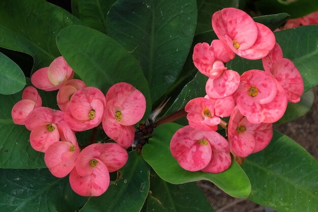 Flores de euphorbia