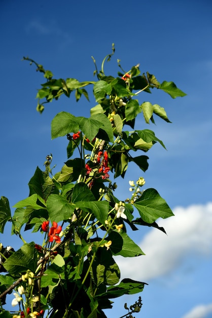 Flores de feijão branco e vermelho contra um fundo de céu azul. Os feijões de jardim florescem durante o verão