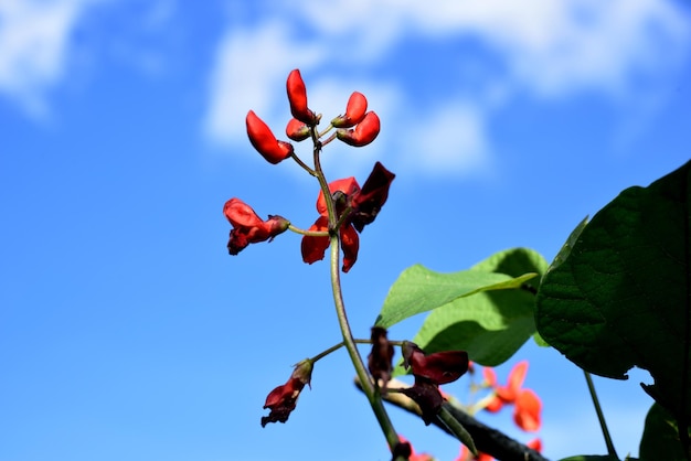 Flores de feijão branco e vermelho contra um fundo de céu azul. Os feijões de jardim florescem durante o verão