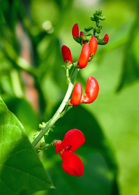 flores de feijão vermelho crescem em uma fazenda de vegetais. conceito de cultivo de feijão