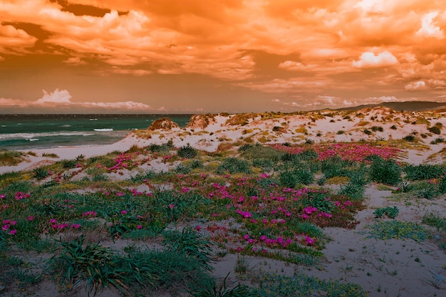 Flores de figo hotentotes em uma duna de areia na Sardenha ao entardecer