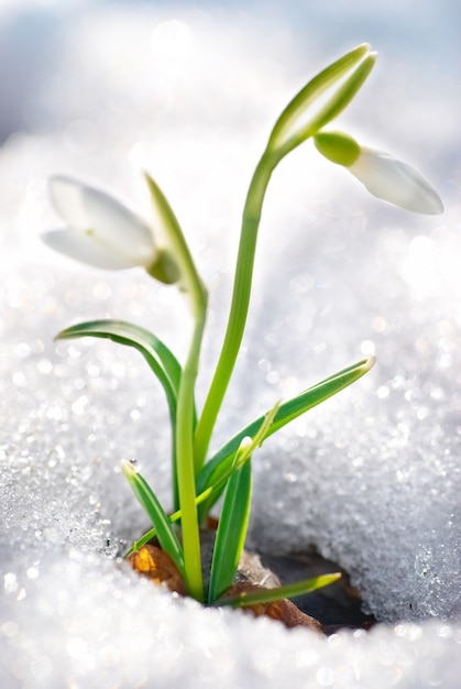 Flores de floco de neve com neve na floresta