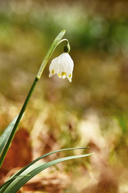 Flores de flocos de neve da primavera. (leucojum vernum carpaticum) flores florescendo bonitas na floresta com fundo colorido natural.