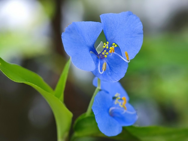 Foto flores de flor brasileira