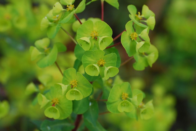 Flores de flor de euphorbia verdes em flor.