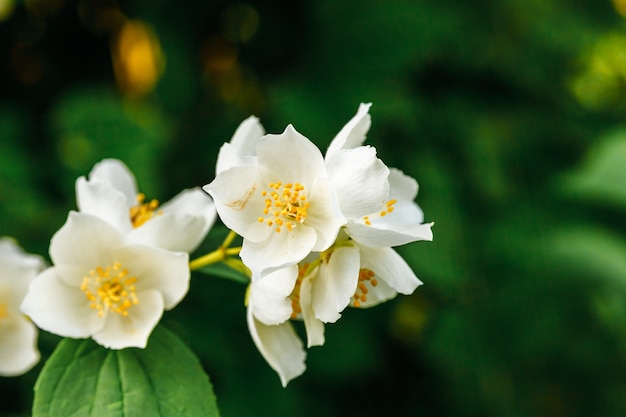 Flores de flor de jasmim branco lindo na primavera.