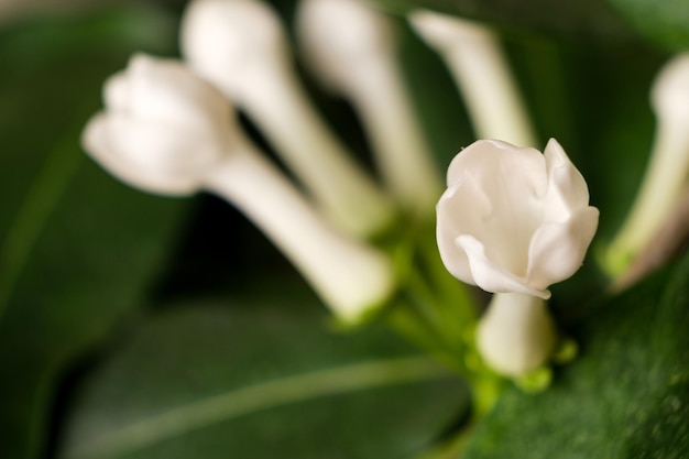 Flores de flor de jasmim stephanotis de planta de casa